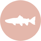 salmon-icon.png